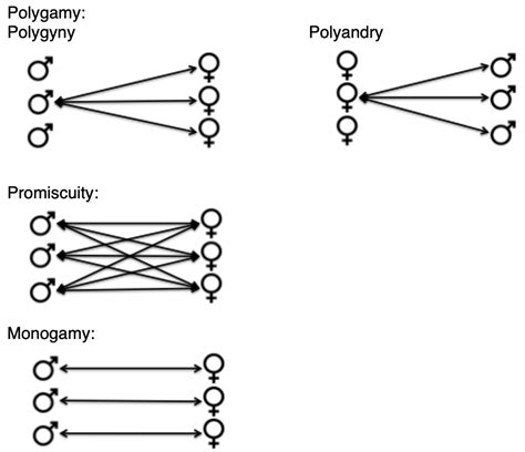 Relationship & Animal Mating 